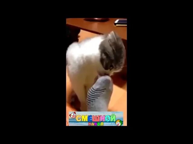 Кошки нюхают носы