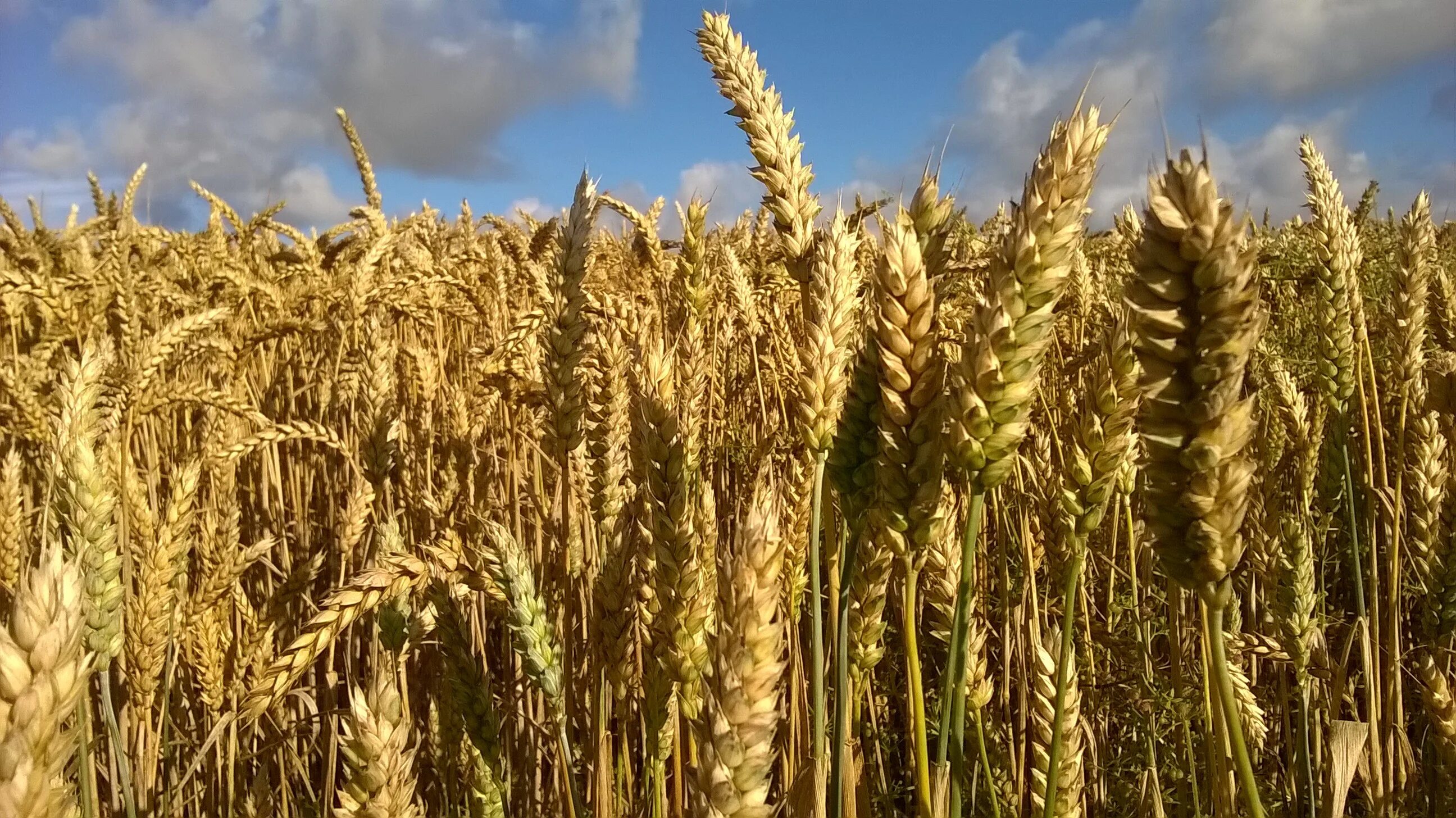 Поля Дании сельскохозяйства. Зерновая сельскохозяйственная культура тритикале. Пшеница рожь тритикале. Яровая тритикале Эстетика.