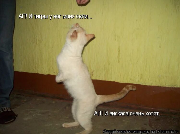 и тигры у ног моих сели песня