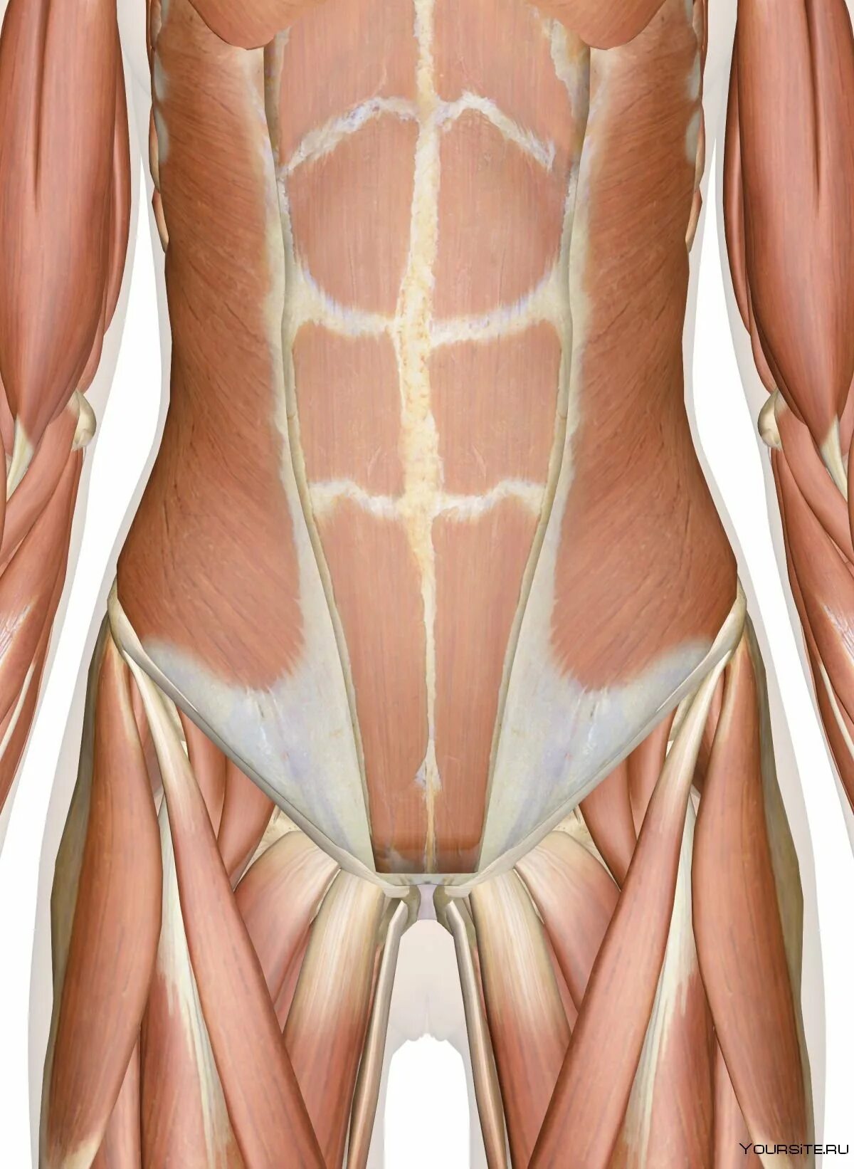 Прямая мышца живота у женщин. Мышцы живота. Строение мышц живота у женщин. Мышцы пресса анатомия женщины. Мышцы живота у женщин анатомия.