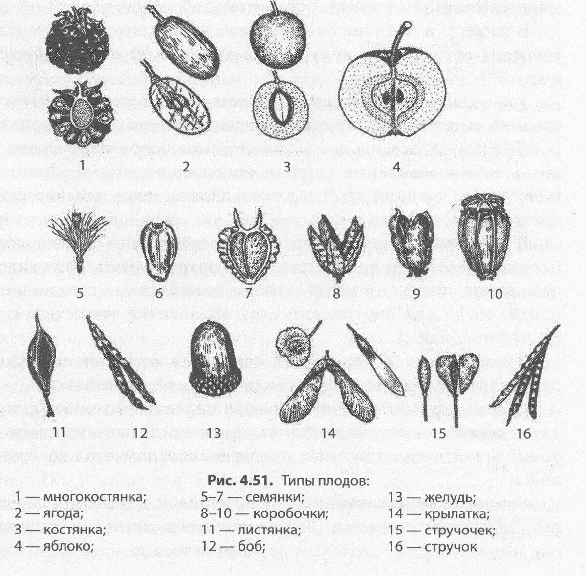 Какие типы плодов изображены на рисунке