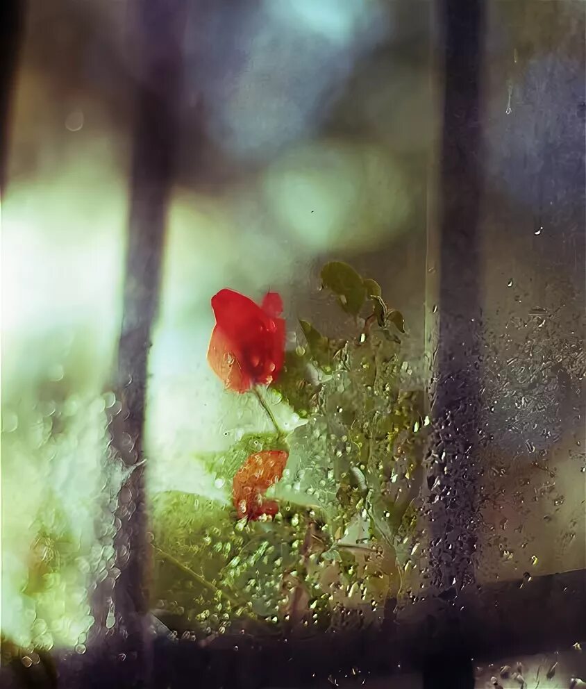 Цветы за запотевшим стеклом. Цветы за мокрым стеклом. Розы за запотевшим стеклом. Весной дождь пахнет надеждой.