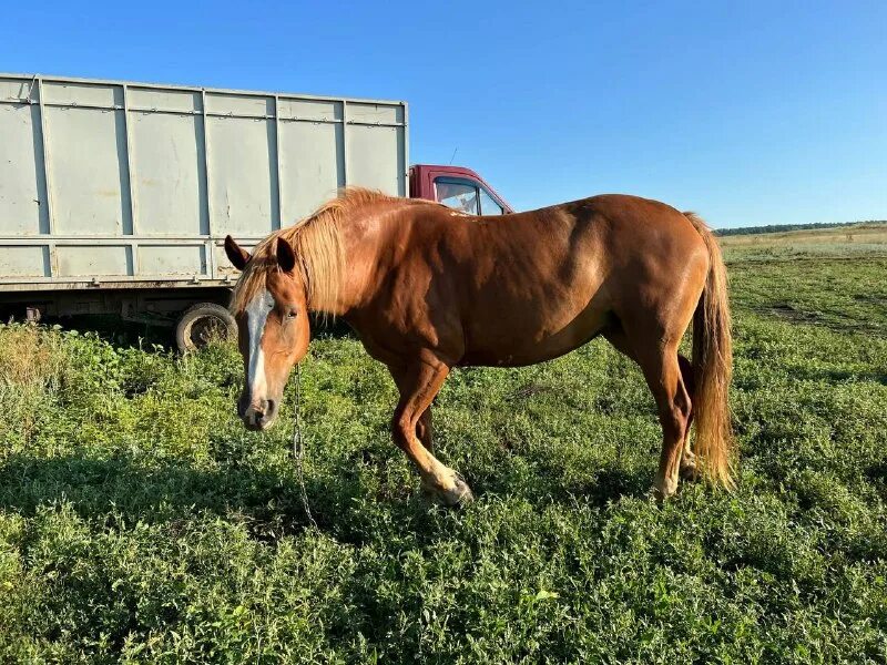 формирование скелета лошади. кобыла возраст. кабыла или кобыла. новоалександровский конь тяжеловоз. жеребенок шайра.