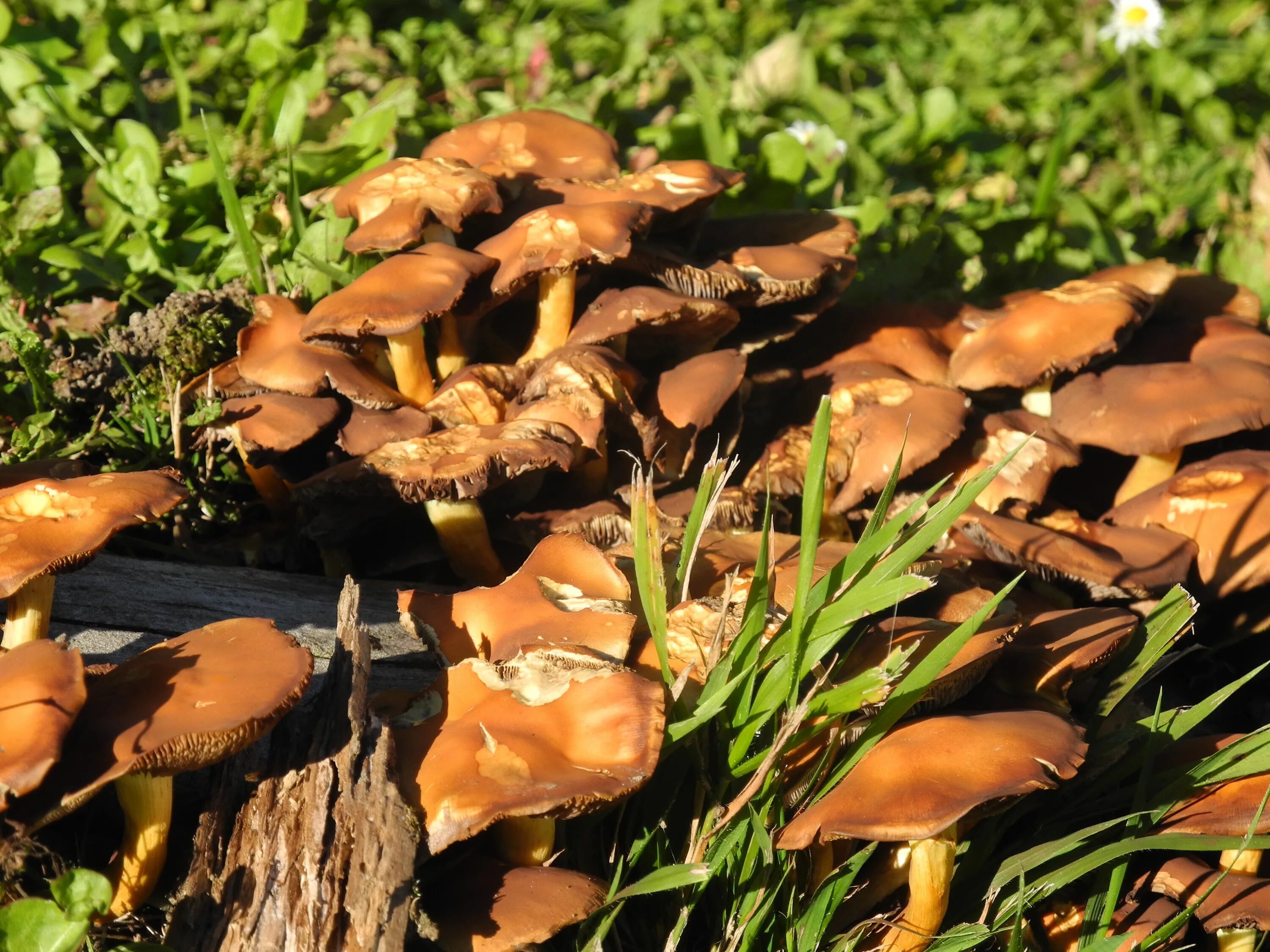 Поздние опята. Карагодники грибы. Поздние осенние грибы Подмосковья съедобные. Осенние опята в Подмосковье.