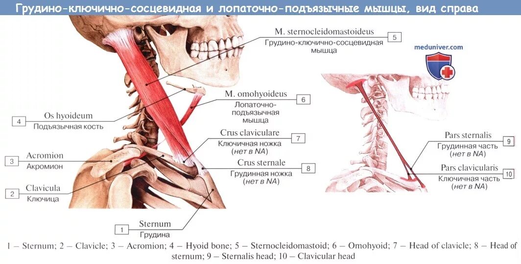 Поднимающий латынь