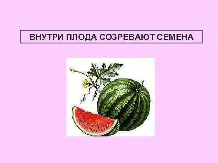 Внутри плодов созревают. Семена внутри плода. Созревание плодов. Созревают внутри плода. Плодное созревание плода.