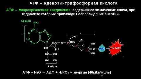 Примеры макроэргических связей