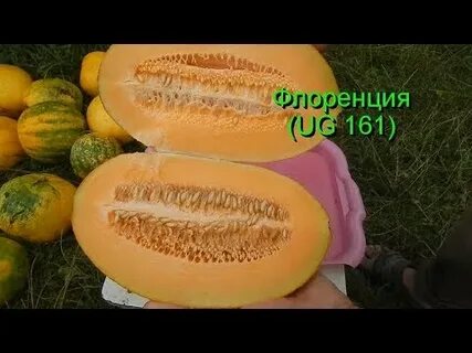 Дыня мануэла