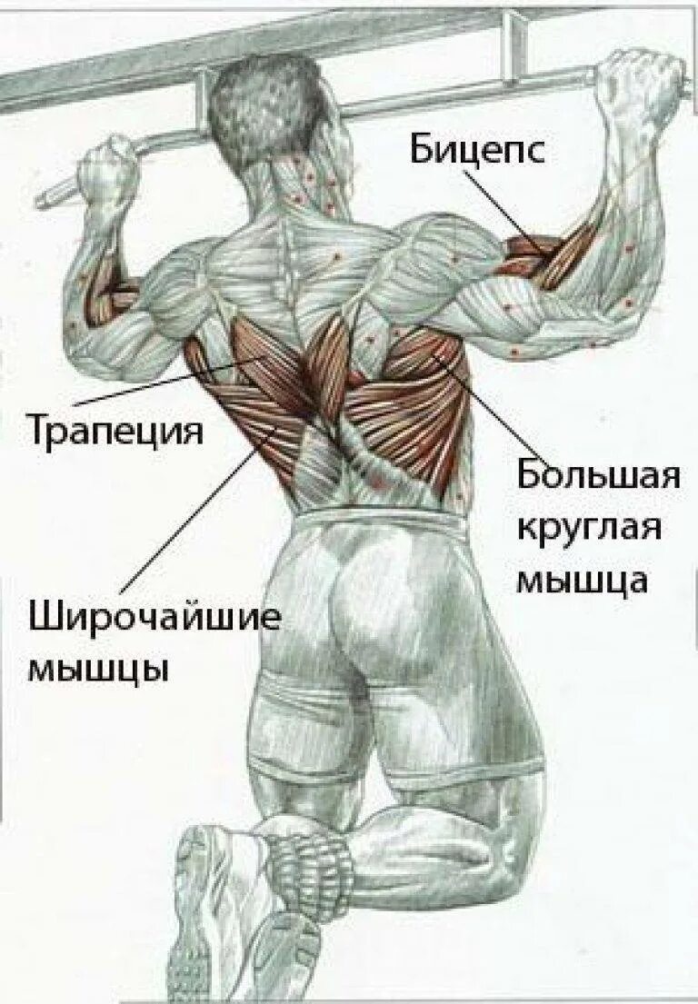 Подтягивания широким какие мышцы работают. Подтягивания мышцы задействованы. Льюис Армстронг подтягивание. Мышцы задействованные при подтягивании широким хватом. Мышцы работающие при подтягивании на турнике.