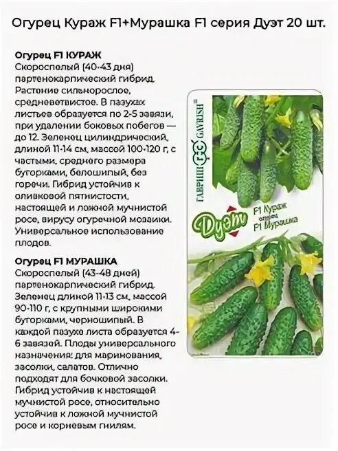 Характеристика огурцов сорта кураж. Семена огурцов кураж. огурцы кураж в открытом грунте. огурцы кураж описание. как выглядят огурцы кураж.