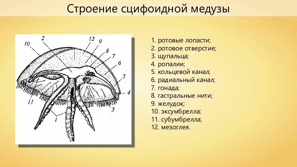 Гастральная полость гидроидных. Сцифоидные полипы строение. Ротовые лопасти. Строение сцифоидной медузы аурелии. Сцифоидная медуза строение егэ.