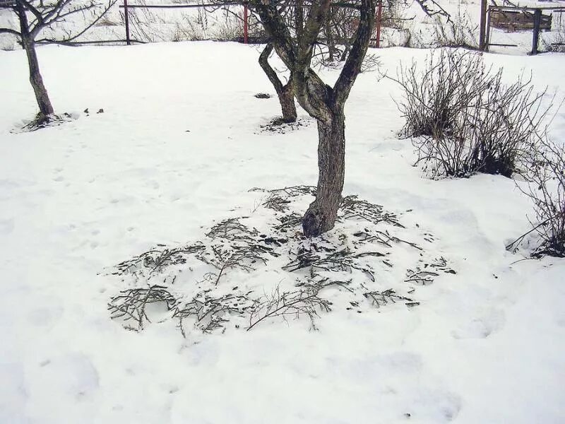 Огород под снегом. Грядки под снегом. Огород зимой. Огород зимой. Цветник зимой.