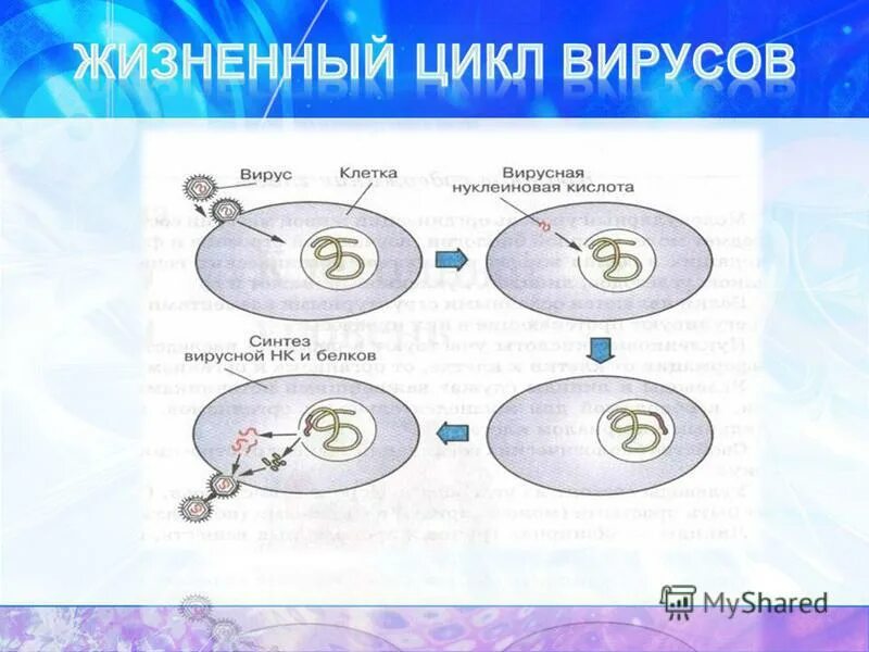 Особенности строения и жизнедеятельности вирусов 5 класс. Жизненный цикл вируса. Этапы жизнедеятельности вируса. Какие особенности строения и жизнедеятельности вирусов.