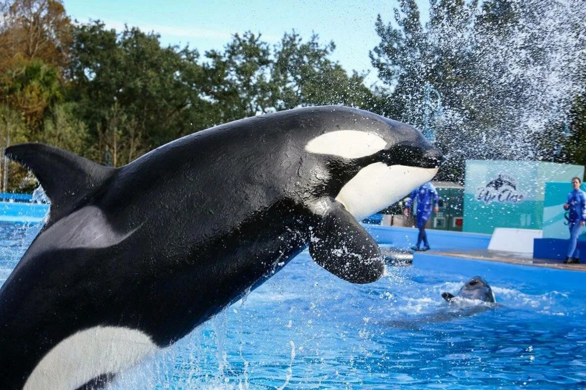 Касатка 2014. Касатка и Дельфин. Кит акула Касатка Дельфин. Касатка меланист. SEAWORLD касатки.