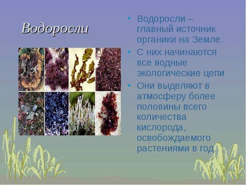 Сообщение о водорослях 2 класс окружающий мир. Водоросли доклад 2 класс окружающий мир. Картинки на тему водоросли для презентации. Рассказ о водорослях.