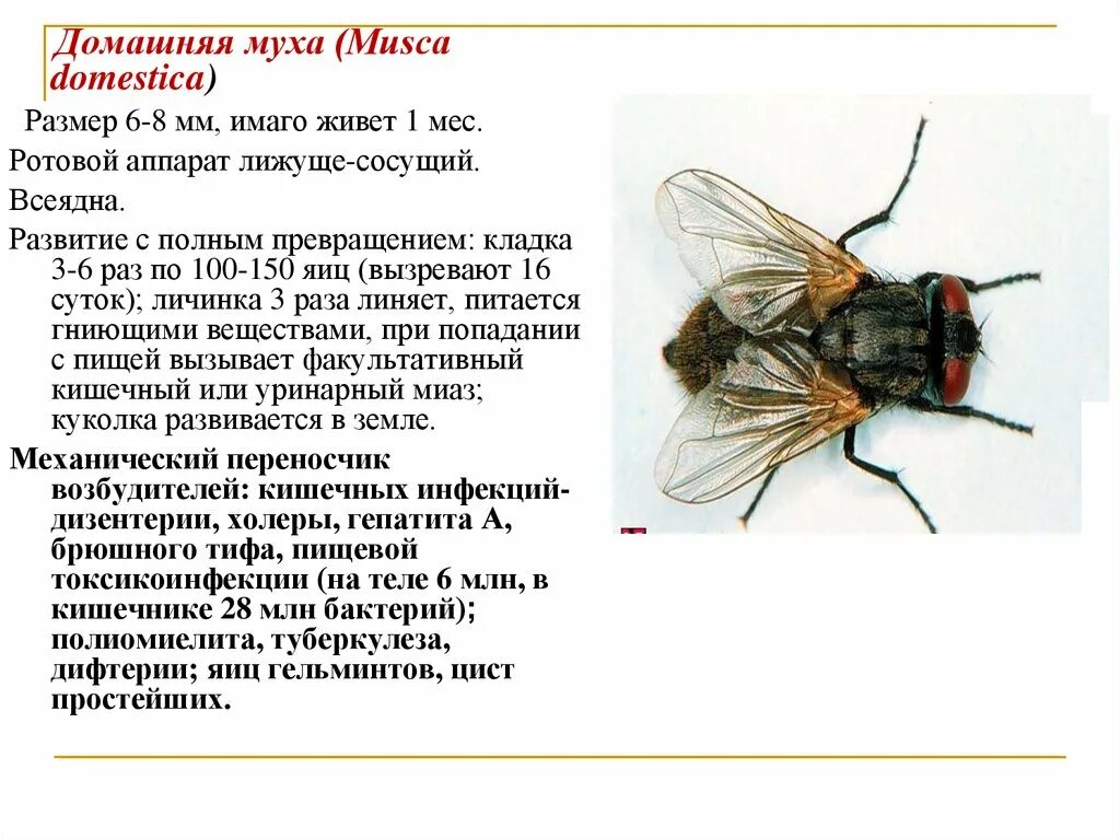 Musca domestica комнатная Муха. Ротовой аппарат комнатной мухи (Musca domestica). Комнатная Муха переносчик возбудителей. Размеры комнатной мухи.