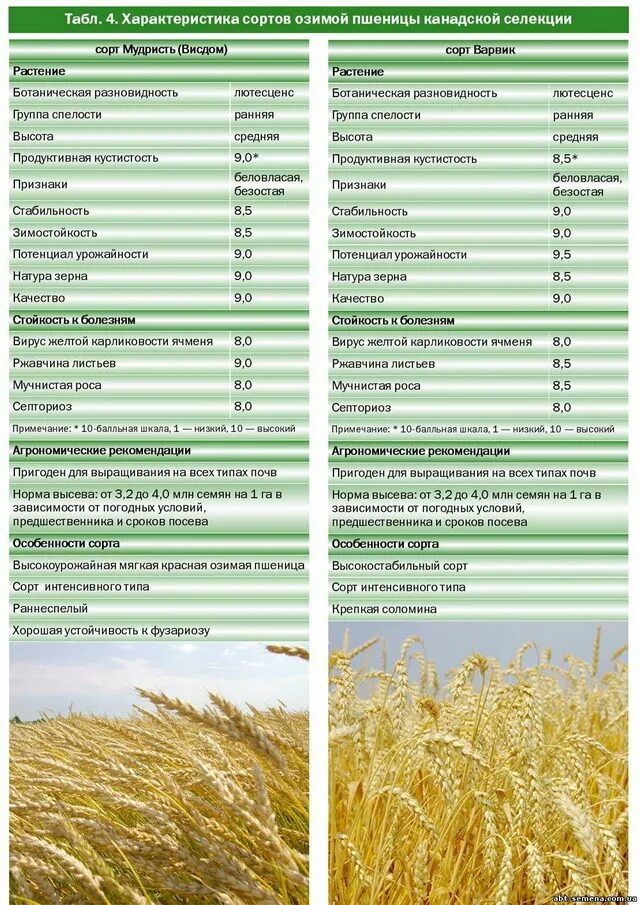 Овес таблица. Таблица сортов озимой пшеницы. Сорта зерновых культур таблица. Характеристика сортов Яровой пшеницы. Сорта Яровой пшеницы в РФ.