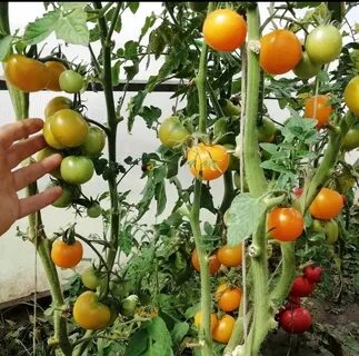 Описание сорта томата золотое руно