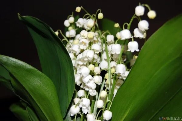 Convallaria majalis var. rosea (Pink Lily of the Valley) - World of Flowering Pl
