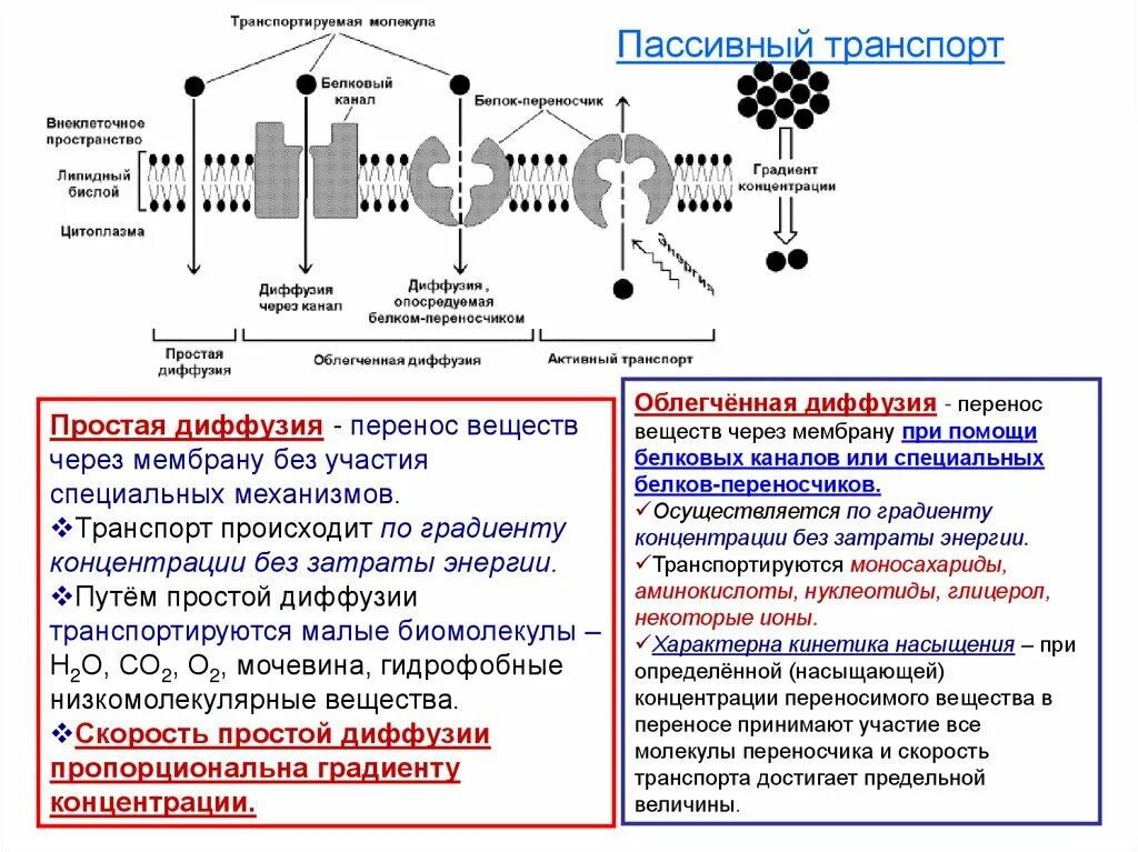 Пассивный транспорт ионов через мембрану. Схема пассивного и активного транспорта. Транспорт через мембрану клетки.