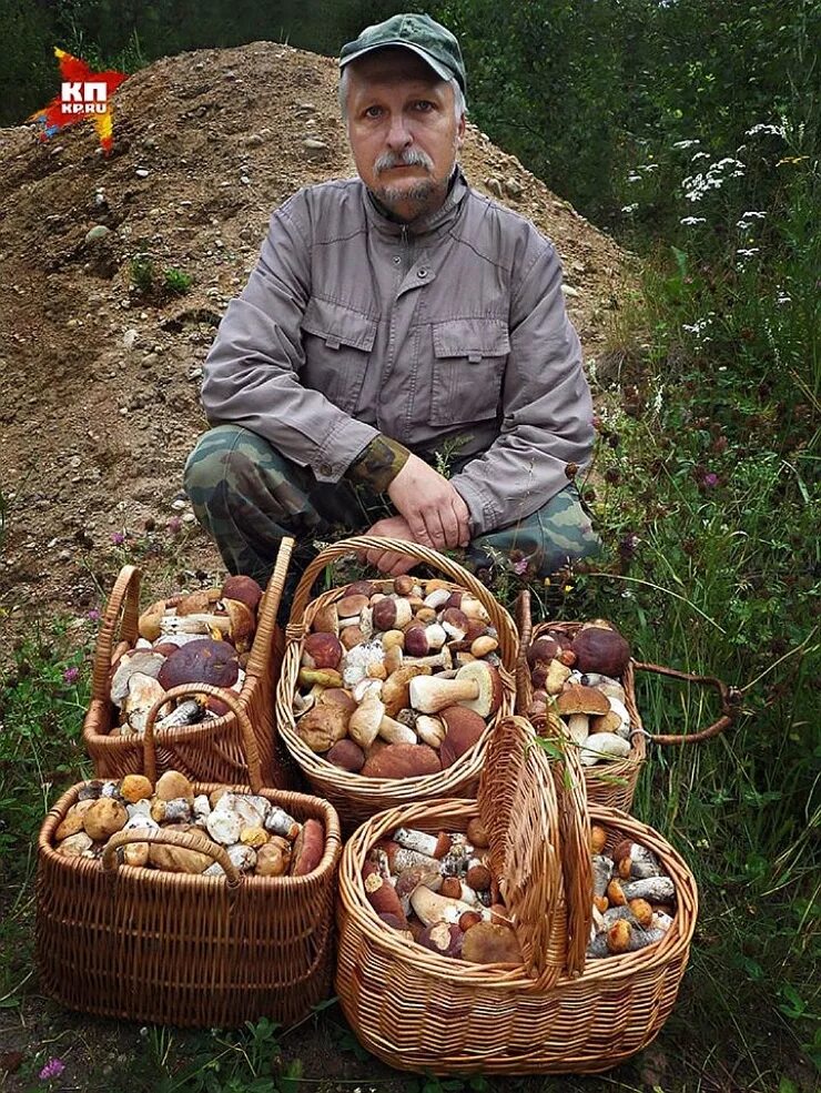 Много грибов. Сбор грибов. Много грибов в лесу. Большой урожай грибов.