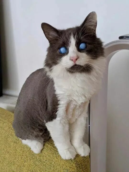 Кот ослеп. Слепые кошки. слепая кошка. котенок ослеп.