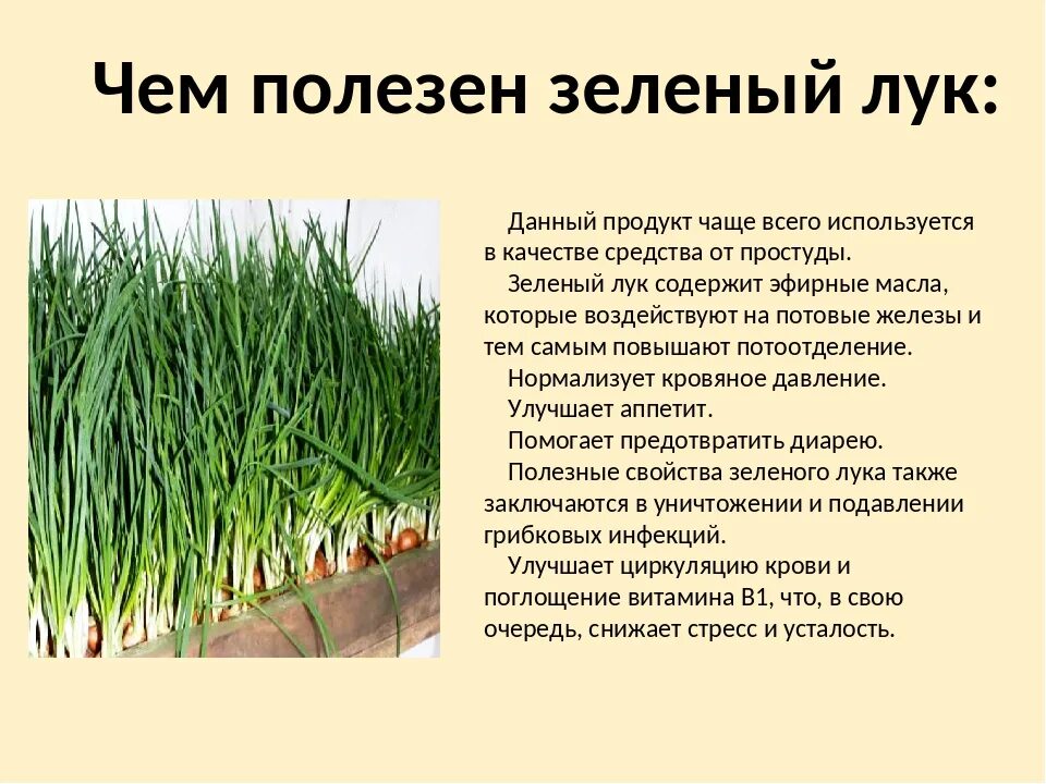 Лук (репчатый, шалот, порей, шнитт-лук, порей). Чем полезен зелёный лук для человека. Что полезного в луке. Что полезного в луке. Что полезного в луке.