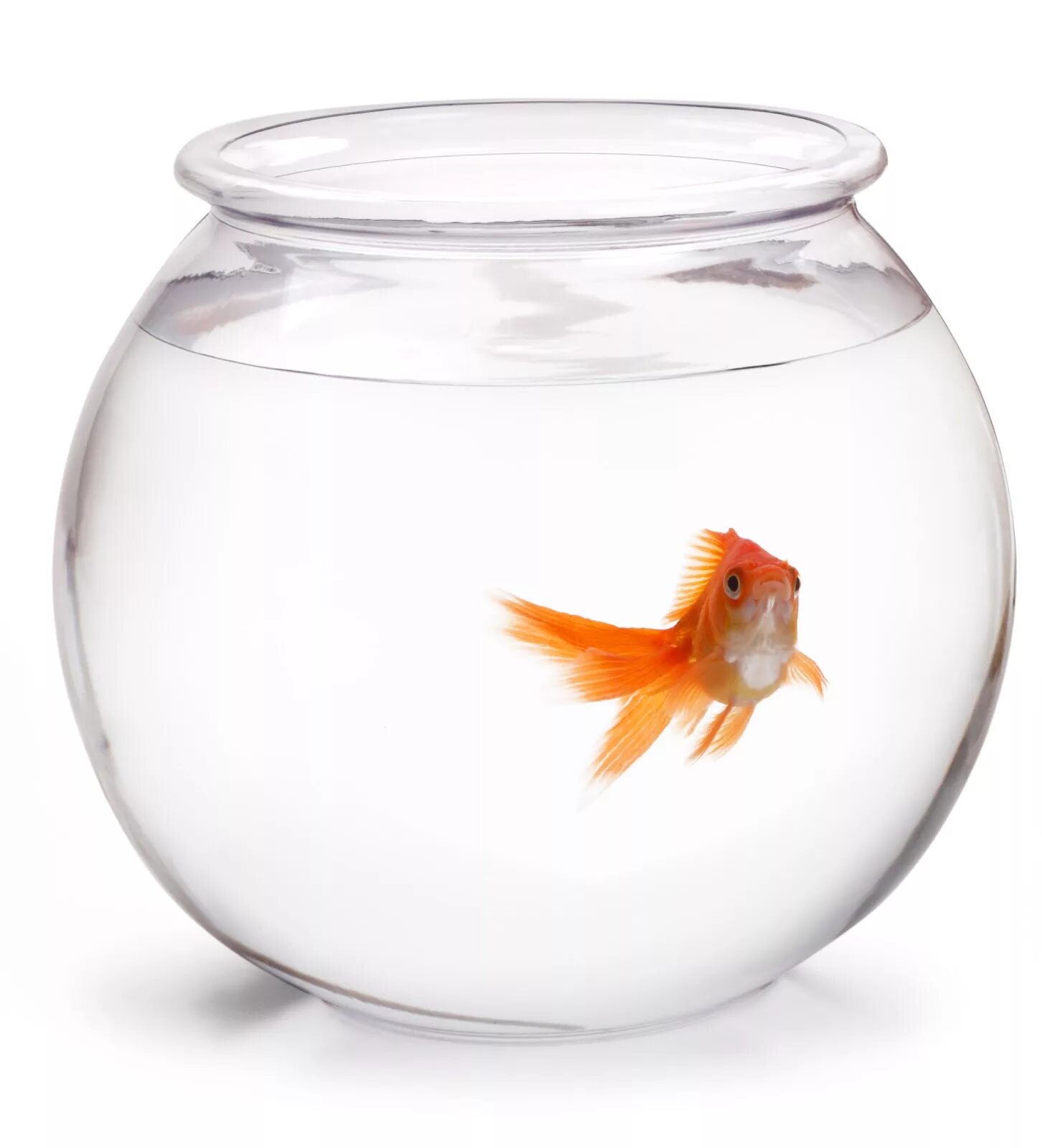 Аквариум Gold Fish Bowl 17л оранжевый. Круглый аквариум с рыбками. Золотая рыбка в круглом аквариуме. Одна рыбка в круглом аквариуме. В аквариуме было 36 рыбок