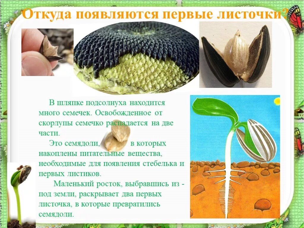 Если раздавить на чистой бумаге семечко подсолнечника. Опыт с семенами подсолнечника. Опыт с семечками подсолнуха. Опыт прорастания семян подсолнечника. Подсолнечник семядоли.