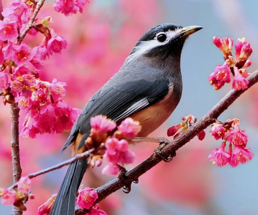 Черный певчий дрозд. Певчая птица сканворд 6. Зарянка малиновка горихвостка. Зарянка зяблик дрозд. Дубровник ocyris aureolus.