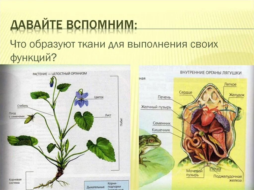 Функциональная часть живого организма. Строение живых организмов. Организм это в биологии. Растение целостный организм. Биологическое строение живых организмов.