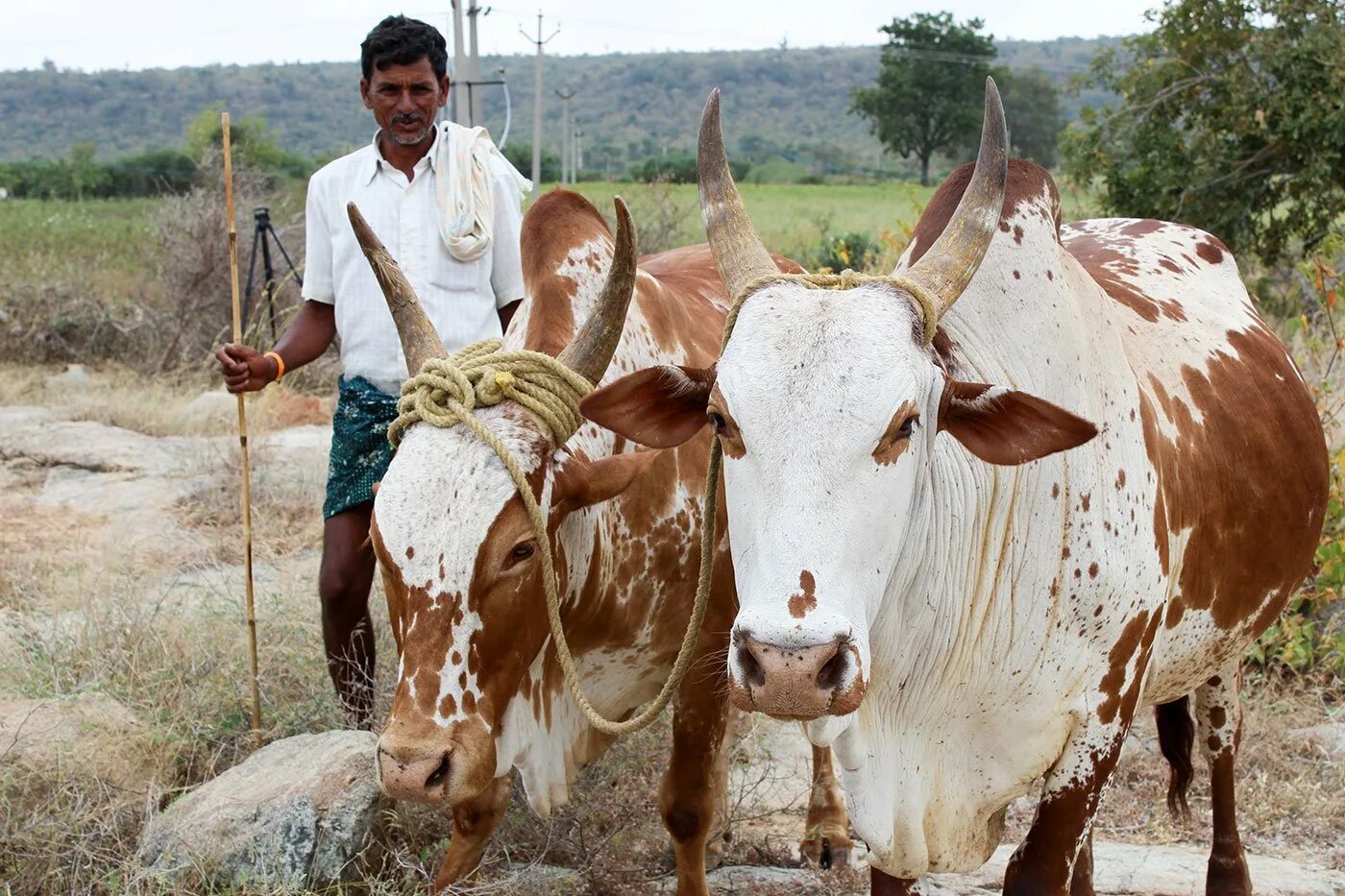Human cattle