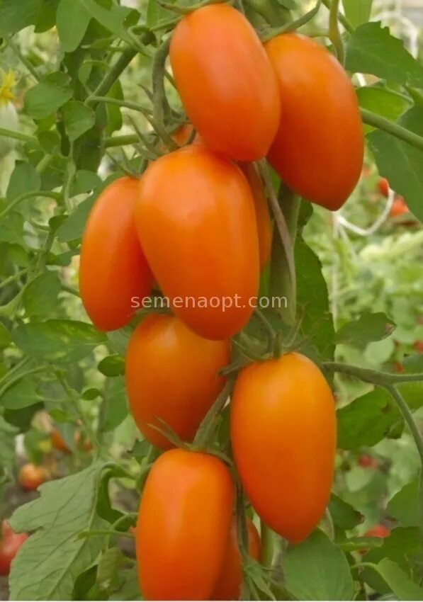 помидоры лисенок отзывы. семена томатов гавриш. томат лисенок гавриш. томат лисёнок. томат лисенок.