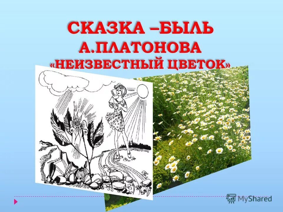 Как жил неизвестный цветок. Сказка быль Платонова неизвестный цветок. Платонов сказка быль неизвестный цветок. Платонов а. "неизвестный цветок". Немизвесьтный цвеьток Сказ быль.