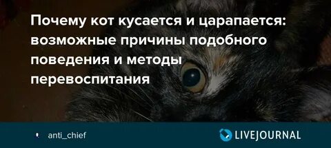Почему напал кот