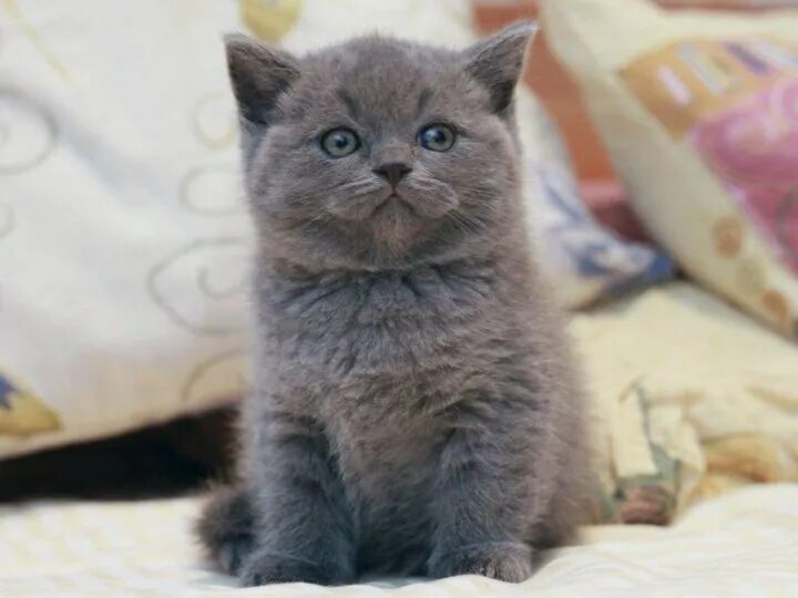 Шотландские котята скоттиш страйт. Шотландская кошка прямоухая. Шотландская кошка прямоухая котенок. Британская прямоухая голубая кошка. Шотландские голубые прямоухие котята.