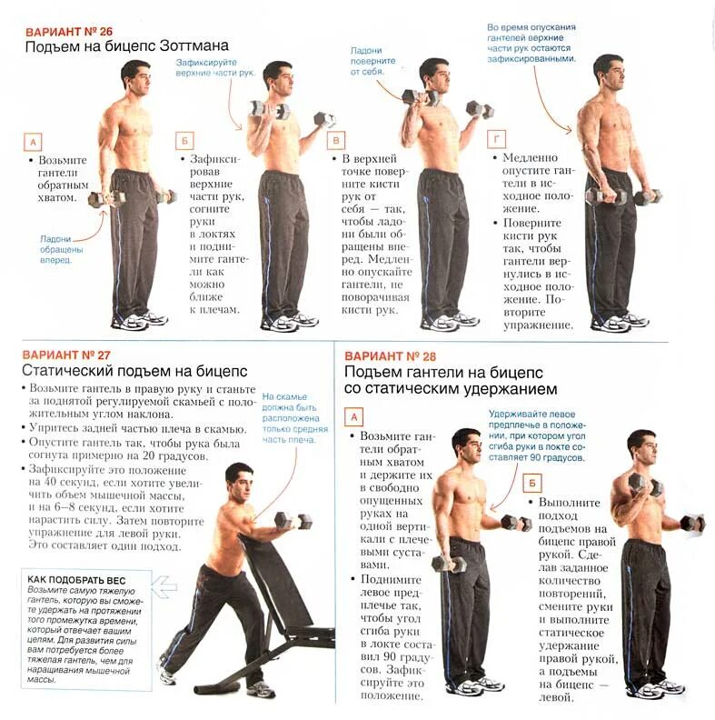 Упражнения на бицепс с гантелями подходы. Схема накачки бицепса гантелями. Программа для мужчин на бицепс. Программа для мужчин на бицепс. Схема прокачки бицепса гантелями.