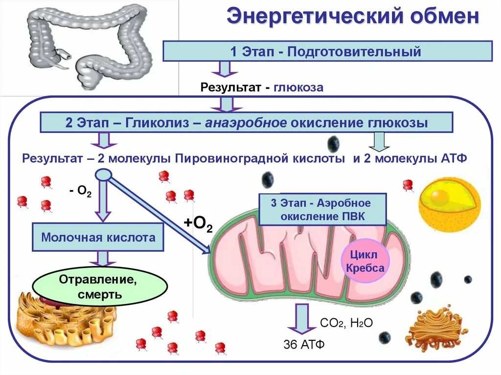 Анаэробное окисление атф. Анаэробный этап энергетического обмена. Анаэробное окисление. Подготовительный этап энергетического обмена. Подготовительный аэробный и анаэробный этапы.