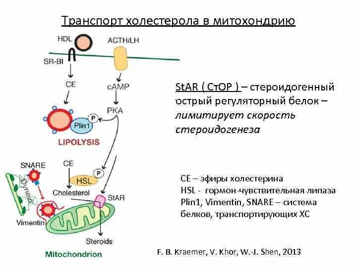 Стероидогенез схема с ферментами. Гормон чувствительная липаза схема. Биохимия стероидогенеза. Синтез стероидных гормонов в митохондриях.