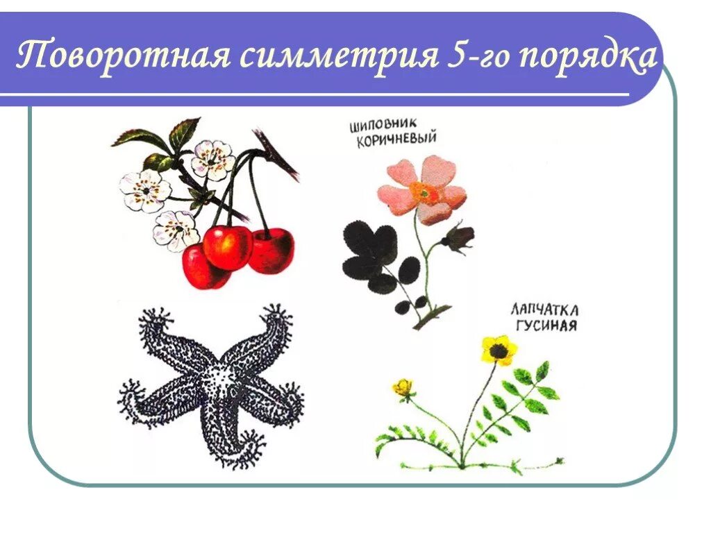 Порядок симметрии. Ось симметрии пятого порядка. Центральная симметрия в мозаике пенроуза. Симметрия 5 порядка. Симметрия 5 порядка.