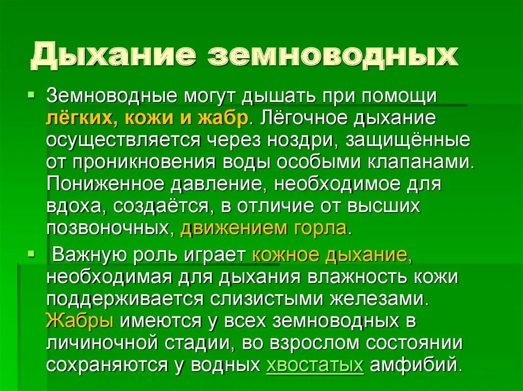 Как дышат земноводные. Тип дыхания земноводных. Земноводные органы дыхания. Способы дыхания земноводных. Функции дыхания у взрослых земноводных