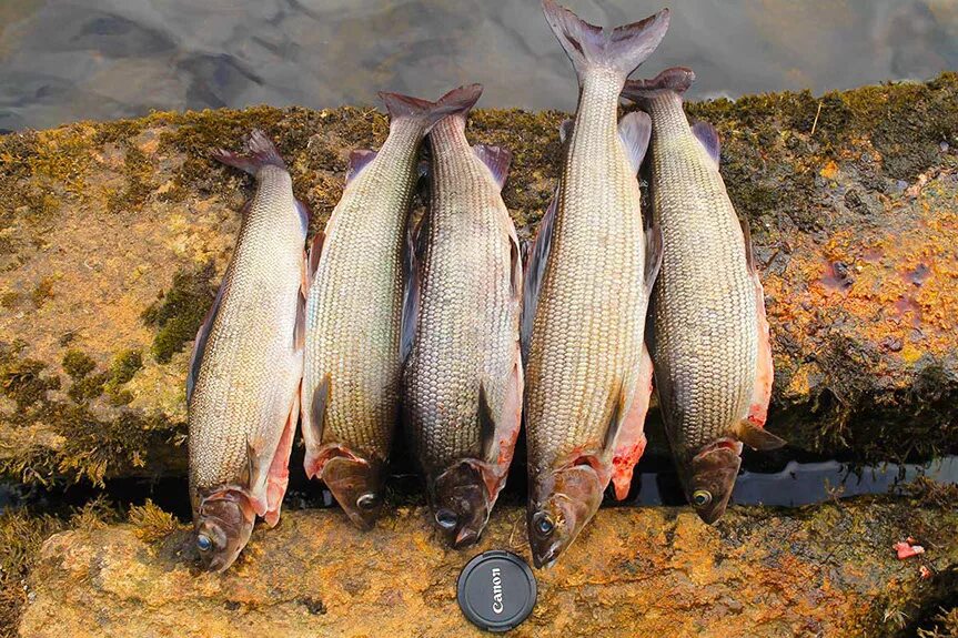 кольская рыба.