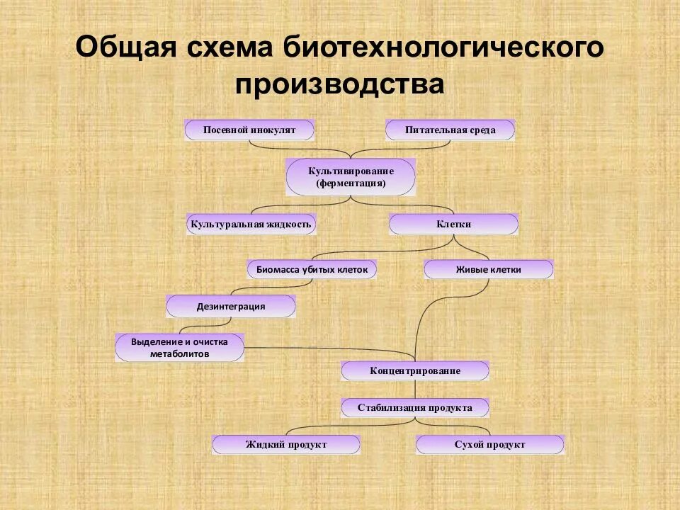 Общая биотехнология. Биотехнологическая схема производства продуктов микробного синтеза. Общая схема биотехнологического производства. Биотехнологическое производство. Технологическая схема биотехнологического производства.