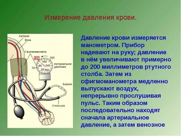 Давление биология 8 класс. Измерение артериального давления. Артериальное кровяное давление. Артериальное давление и венозное давление. Измерение артериального давления на артериях.