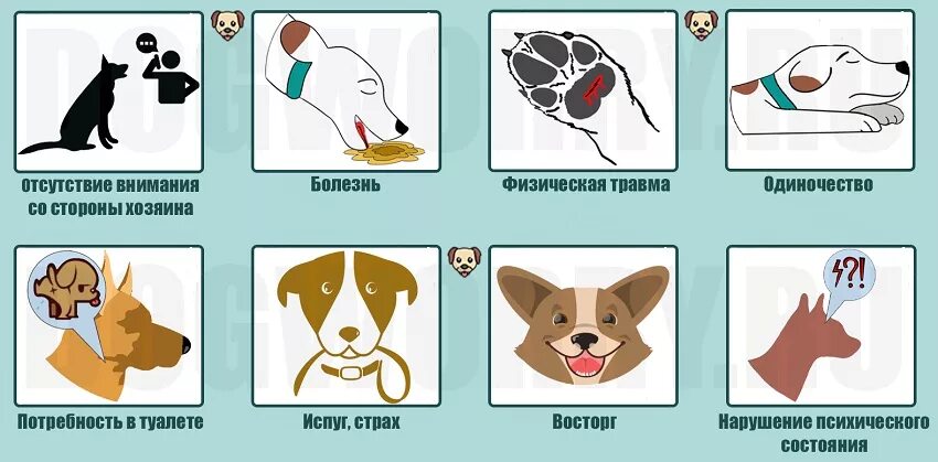 Дом для собаки. Собаки для квартиры. Как отучить собаку выть. Что делать если собака воет. У соседей воет собака.