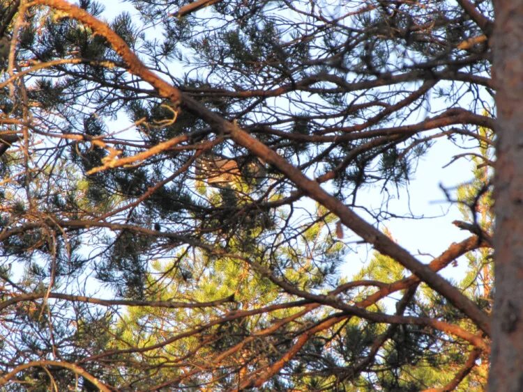 глухарь в тайге. глухариные зори. хвост глухаря. глухарь на току. глухариные зори.