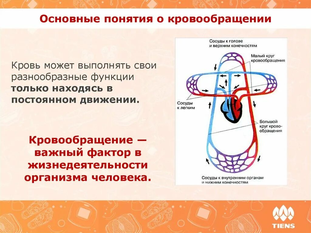 Улучшение кровообращения организма. Кровообращение человека. Циркуляция крови. Хорошее кровообращение.