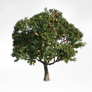 Peach Tree6 3D model 