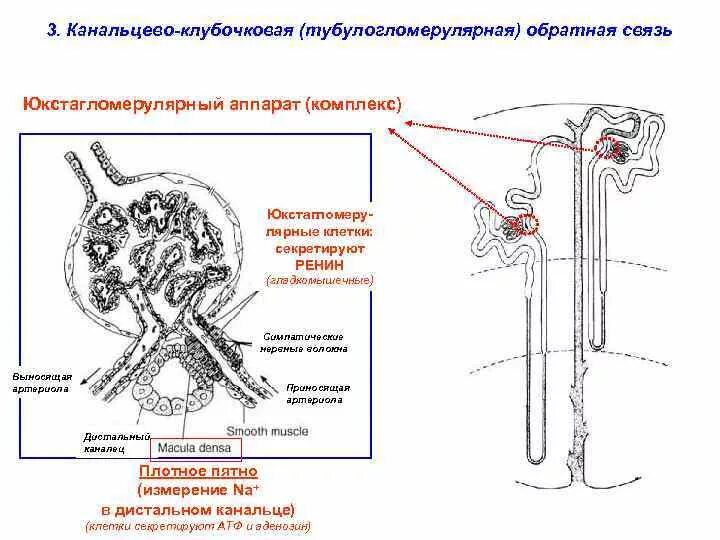 Почки дают температуру. Строение клубочкового аппарата почки. Регуляция канальцевой секреции схема. Механизм канальцевой секреции схема. Юкстагломерулярный аппарат почек.