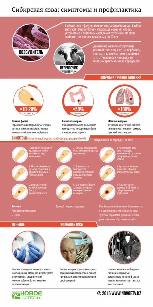 В скотомогильниках бактерии очень опасного заболевания. Профилактика сибирской язвы памятка. Профилактика заболевания сибирской язвы. Сибирская язва симптомы. Буклет профилактика сибирской язвы.